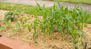 Jak správně zalévat kukuřici?